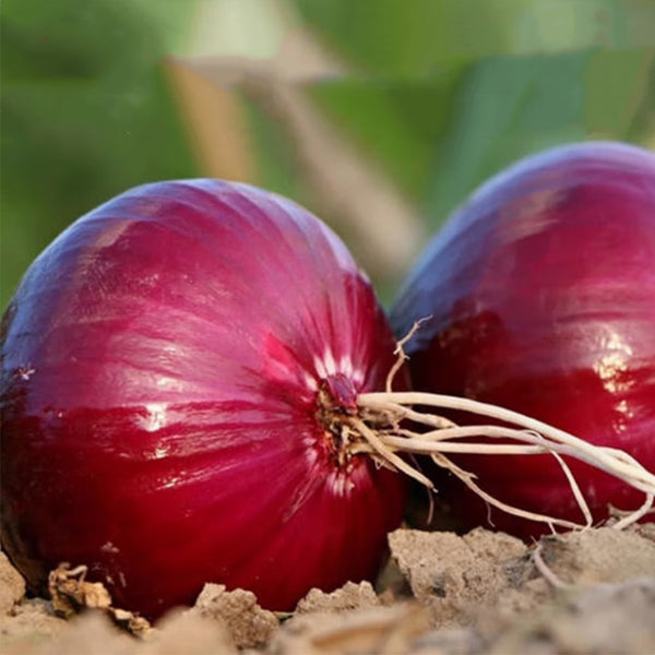 Imperial Ruby' Red Onion Seeds, 5g