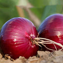 Imperial Ruby' Red Onion Seeds, 5g