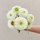W1350 Large-Flowered White Zinnia, 100 Seeds