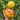 86 Green Copia Tomato, 5 Seeds