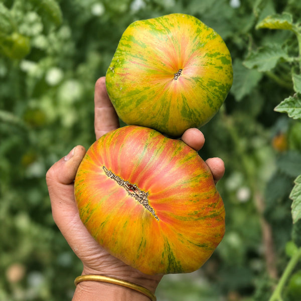 86 Green Copia Tomato, 5 Seeds