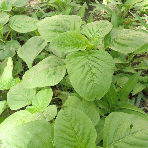 Round-leaf White Amaranth Seeds, 8g