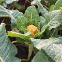 Golden Cauliflower (Brassica oleracea var. Botrytis) Seeds, 100 Seeds