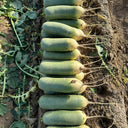 'SanNong Feicui' Fruit Radish Seeds, 100 Seeds
