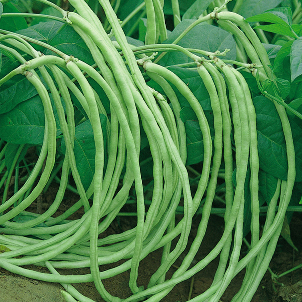 No Trellis Required Yardlong Bean Seeds, 5 × 50-seed Bags