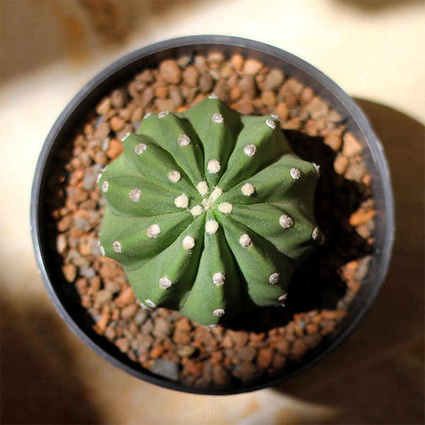 Echinopsis eyriesii Live Cactus, 3-4cm