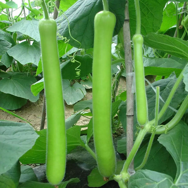 Bottle Gourd Seeds, 3g Per Bag