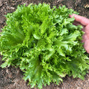 W1359 Crisp Tender Green Skirt Lettuce, 3 Grams ≈ 1000 Seeds