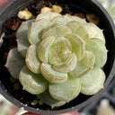 Echeveria 'White Lotus', 3pcs x 1-head