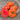236 ABRIKOS Tomato, 5 Seeds