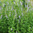 Barbed Skullcap, 100 Seeds