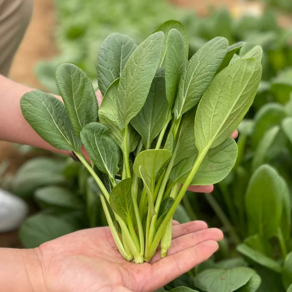 Jiamei Komatsuna Seeds, 10g