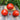 279 Minusinsk Giant Tomato, 5 Seeds