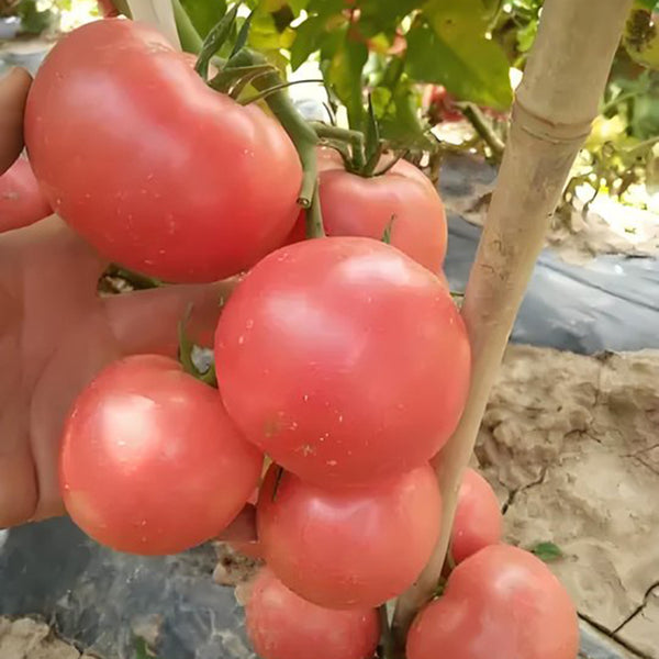 Pink Emperor Tomato Seeds, 1000 Seeds