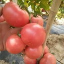 Pink Emperor Tomato Seeds, 1000 Seeds