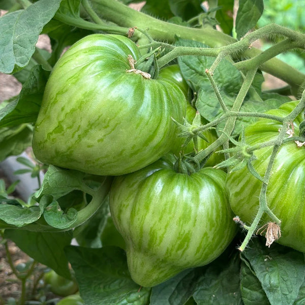 'Dwarf Stone Creek Heart' Tomato Seeds, 5 Seeds