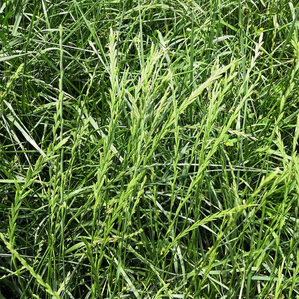 Green Joy Perennial Ryegrass Seeds, 200g