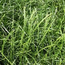 Green Joy Perennial Ryegrass Seeds, 200g