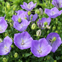 Tufted Bellflower Seeds, 1g