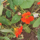 Royal Scarlet' Red Nasturtium Seeds, 50 Seeds