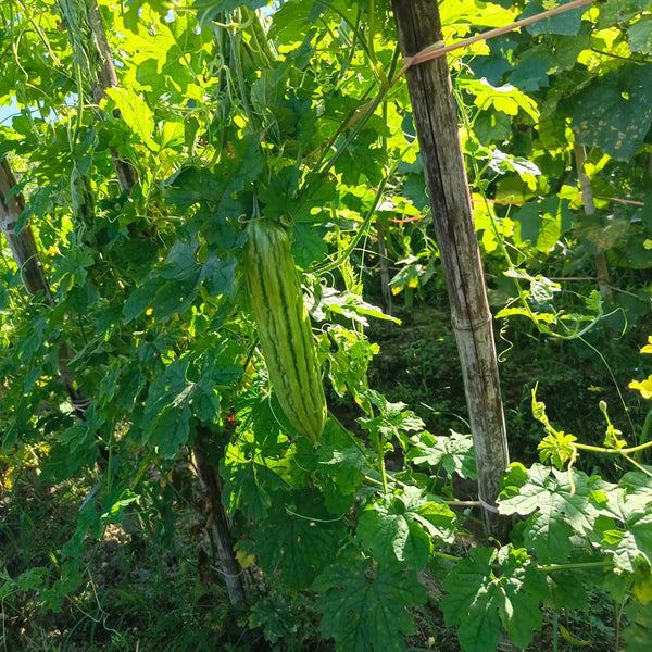 Jiemei 13 Bitter Gourd, 10 Seeds