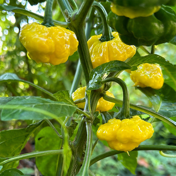 KS Lemon Starrburst Pepper, 5 Seeds