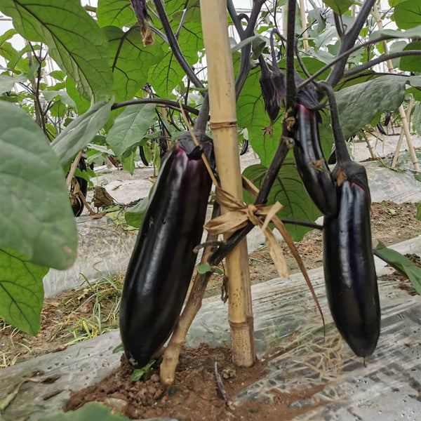 Delicious Grilling-Friendly Eggplant Seeds, 30 Seeds