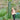 'Jiefeng No.8' Hybrid Cucumber, 50 Seeds