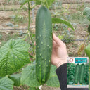 'Jiefeng No.8' Hybrid Cucumber, 50 Seeds