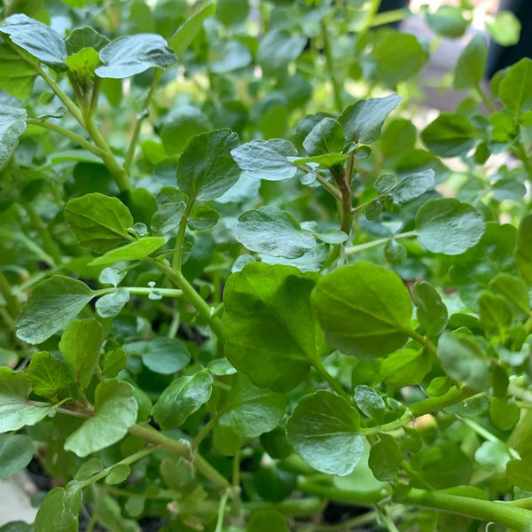 Watercress, 1000 Seeds