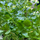 Watercress, 1000 Seeds