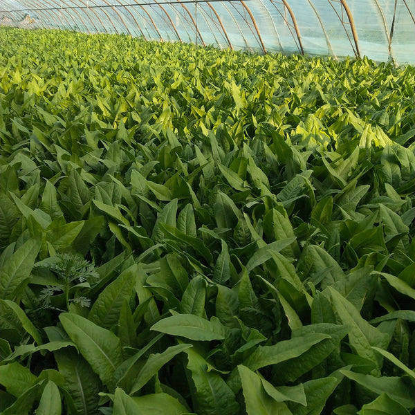 Nongyan Pointed-Leaf Romaine Lettuce Seeds, 10g
