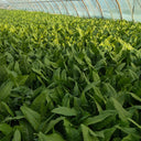 Nongyan Pointed-Leaf Romaine Lettuce Seeds, 10g