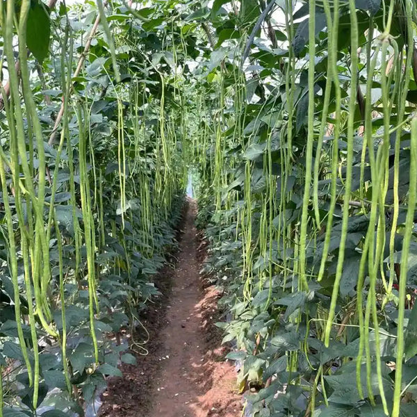 Yardlong Bean Seeds, 10g Per Bag