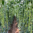 Yardlong Bean Seeds, 10g Per Bag