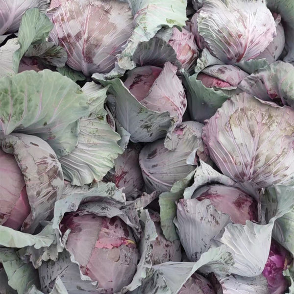 Zifeng Purple Cabbage Seeds, 1g