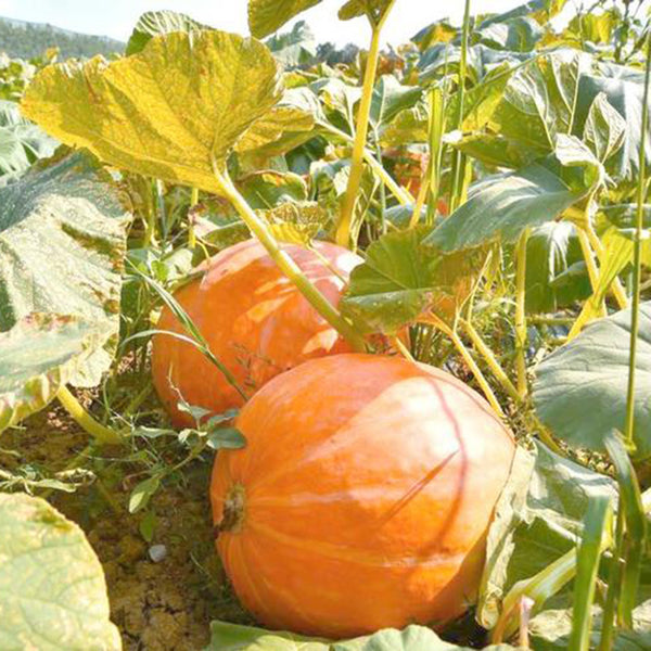 Extra Large Giant Pumpkin, 10 Seeds