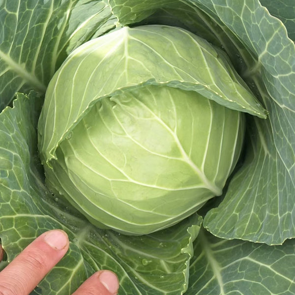 Cuixiaoluo Round Cabbage Seeds, 2g