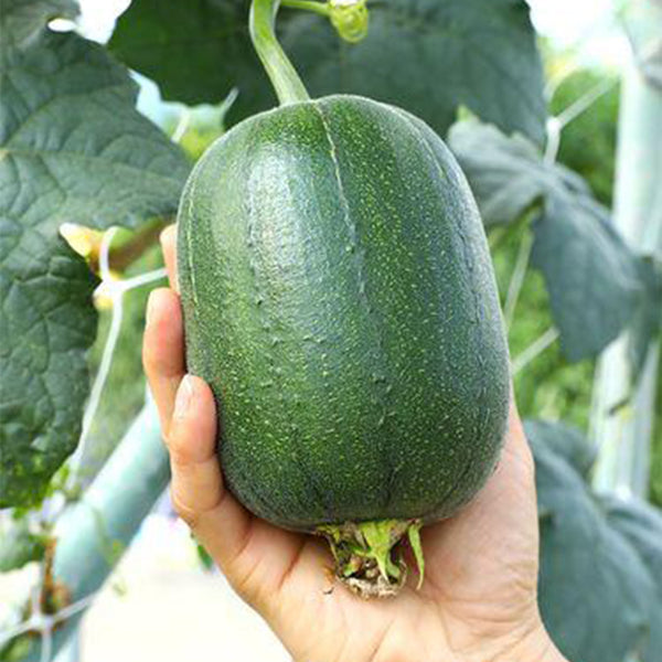 Taiwan Apple Luffa Seeds, 10g