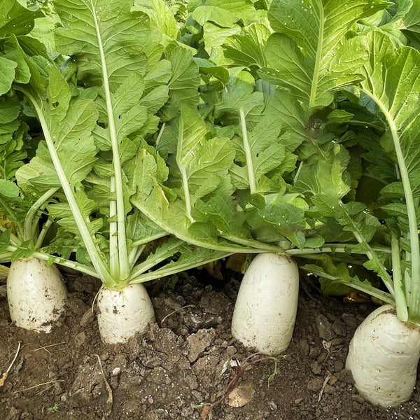 White Jade Radish F1 Seeds, 5g