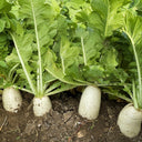 White Jade Radish F1 Seeds, 5g