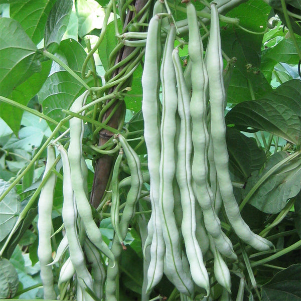Huajun No.9 Kidney Bean Seeds, 10g