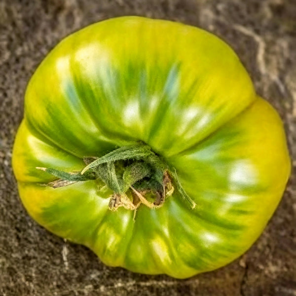 873 Helarios Green Tomato, 5 Seeds