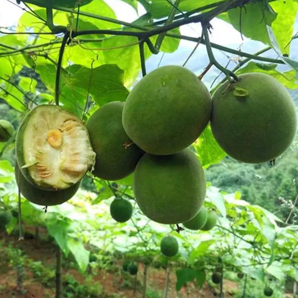 fruit plants seeds Monk Fruit Seeds – SeedChoiceX