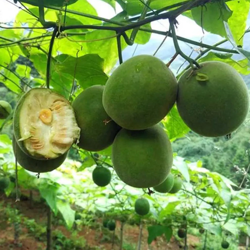 Monk Fruit Seeds