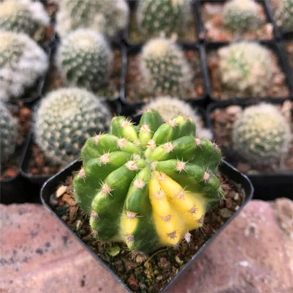 Echinopsis subdenudata Variegata Live Cactus