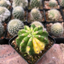 Echinopsis subdenudata Variegata Live Cactus
