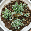 TD005 Albuca concordiana 'Guifei', 1 Dormant Bulb