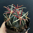 Ferocactus latispinus 'Sunrise', 3-4cm