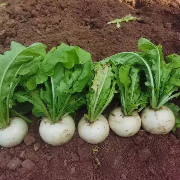 Crystal-clear White Radish Seeds, 10g
